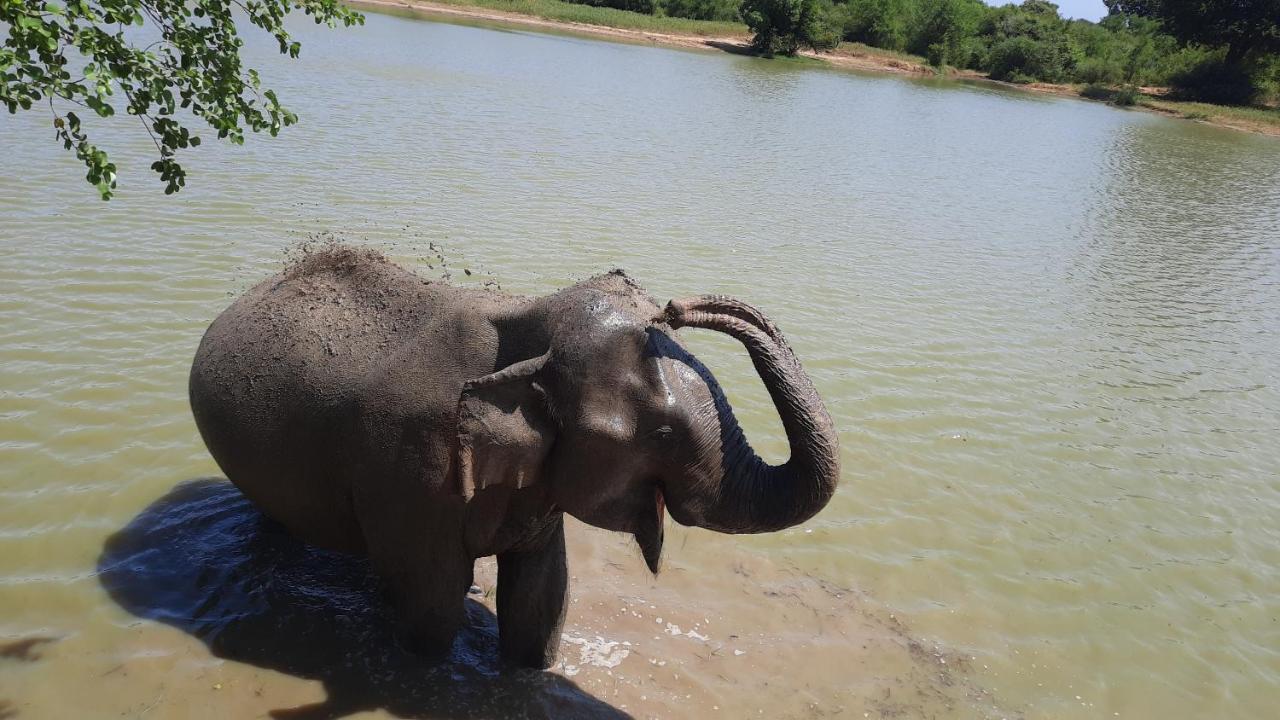 Wild Lake Side Udawalawe Exteriör bild
